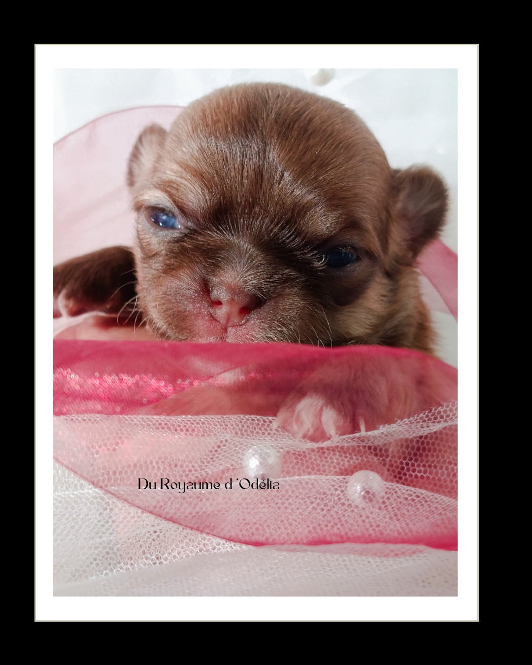 Du Royaume D'Odelia - Chiots disponibles - Chihuahua