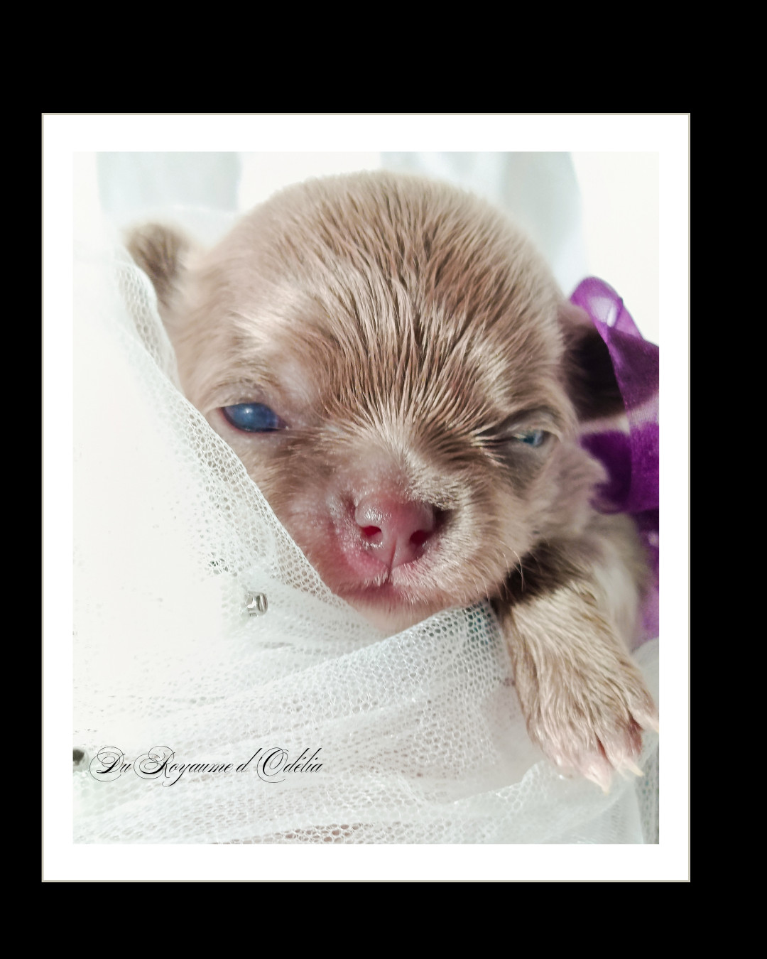 Du Royaume D'Odelia - Chiots disponibles - Chihuahua