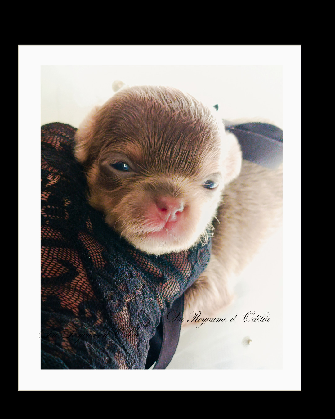 Du Royaume D'Odelia - Chiots disponibles - Chihuahua