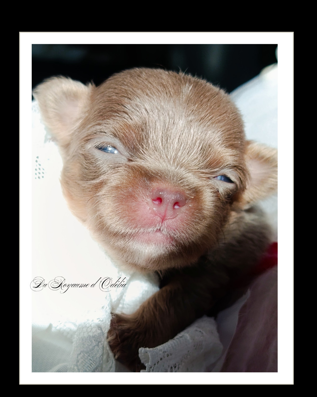 Du Royaume D'Odelia - Chiots disponibles - Chihuahua