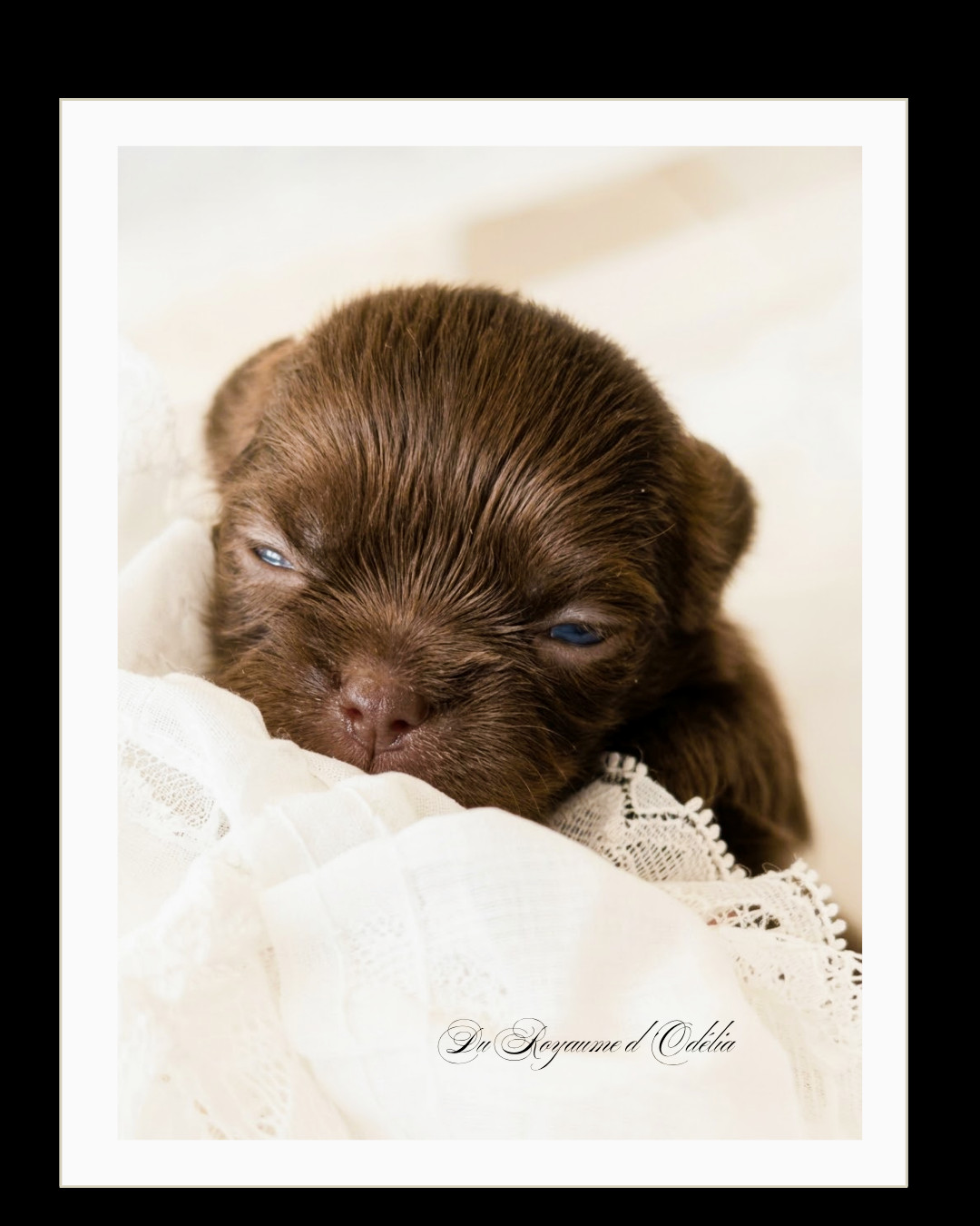 Du Royaume D'Odelia - Chiots disponibles - Chihuahua