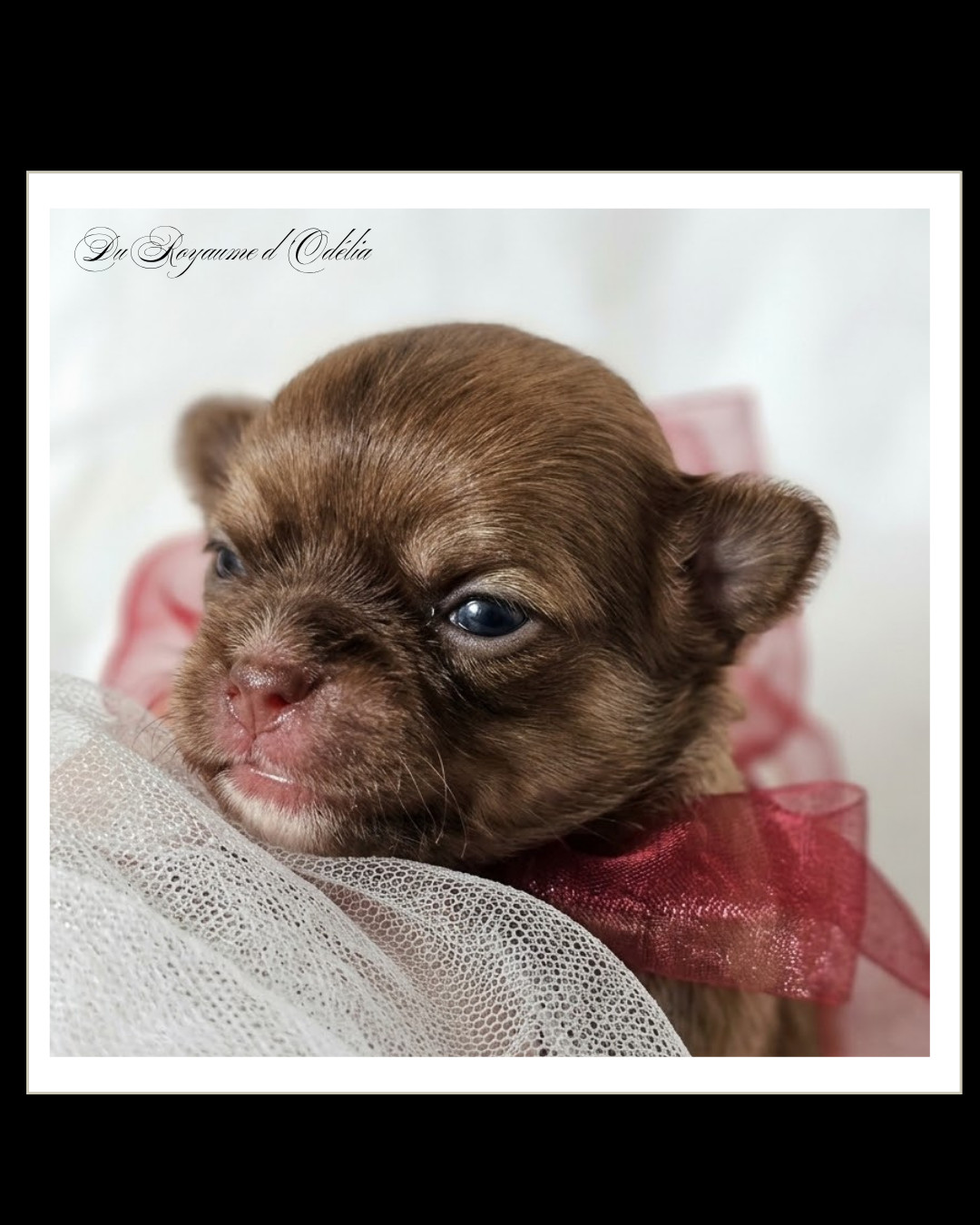 Du Royaume D'Odelia - Chiots disponibles - Chihuahua