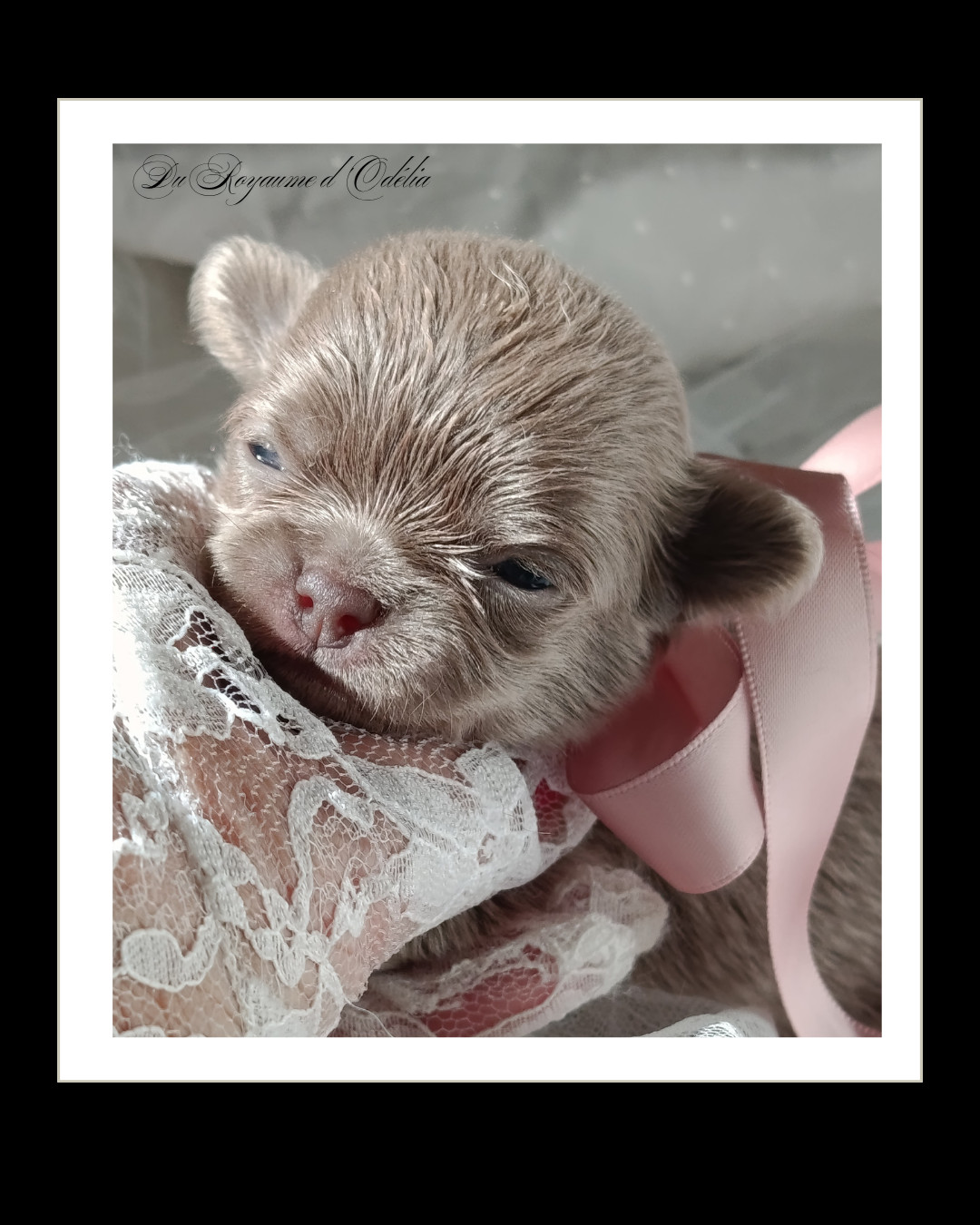 Du Royaume D'Odelia - Chiots disponibles - Chihuahua