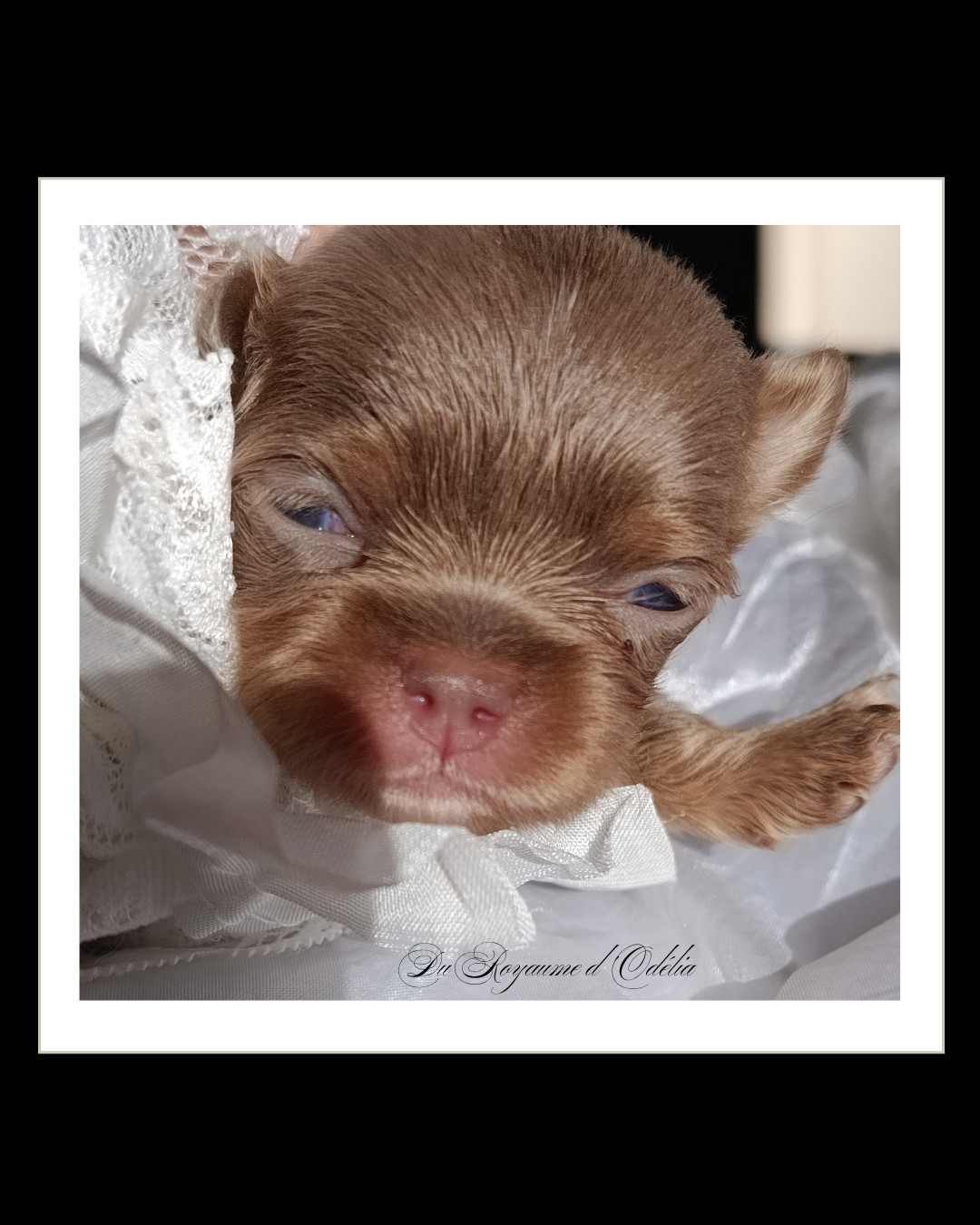 Du Royaume D'Odelia - Chiots disponibles - Chihuahua