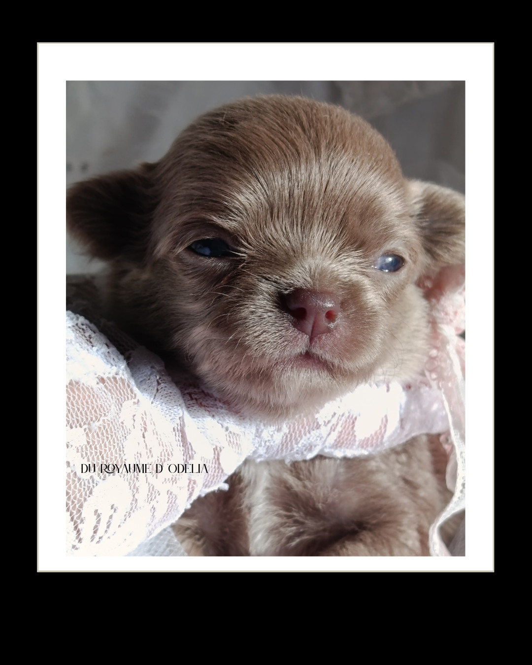 Du Royaume D'Odelia - Chiots disponibles - Chihuahua