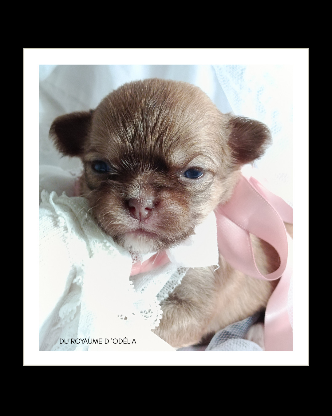 Du Royaume D'Odelia - Chiots disponibles - Chihuahua