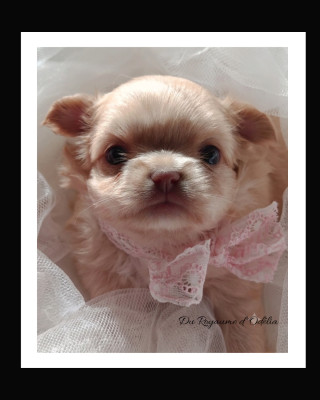 Burberry Darling